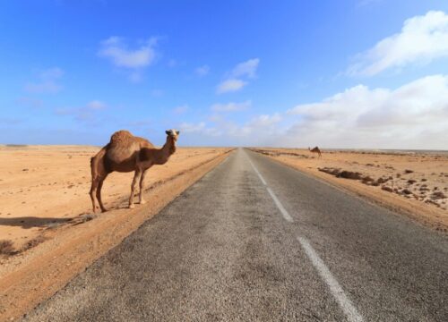7 days desert tour from fes