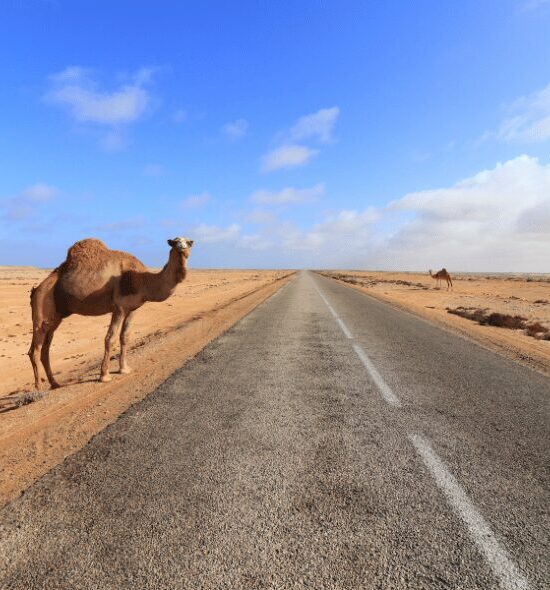 From the Sahara to the Sea: Exploring Morocco’s Most Beautiful Landscapes